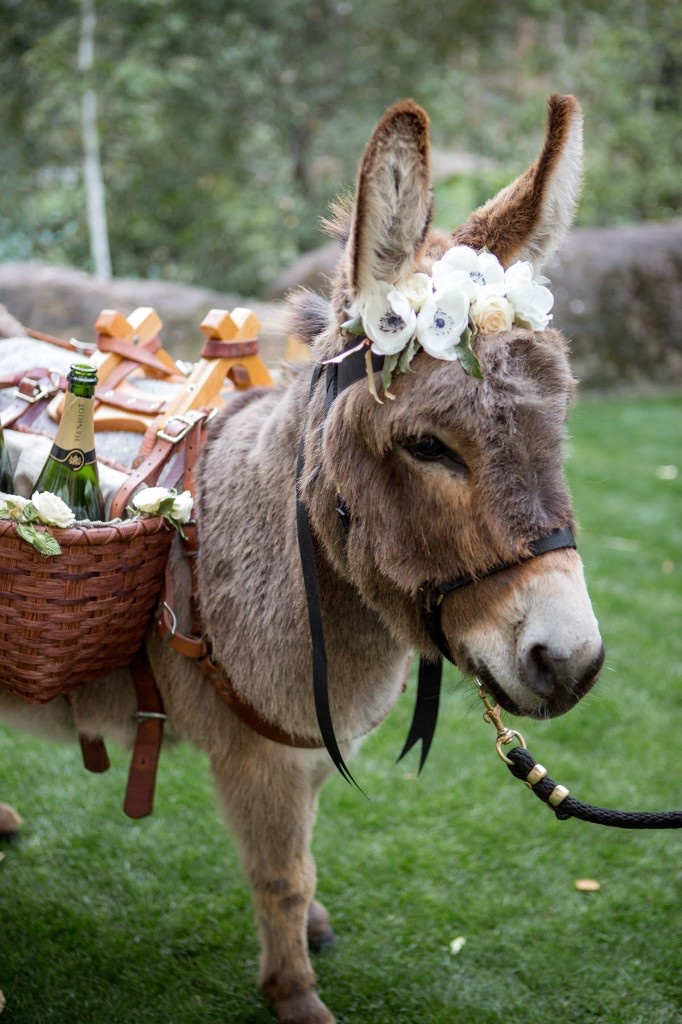 Atlas the mini donkey.