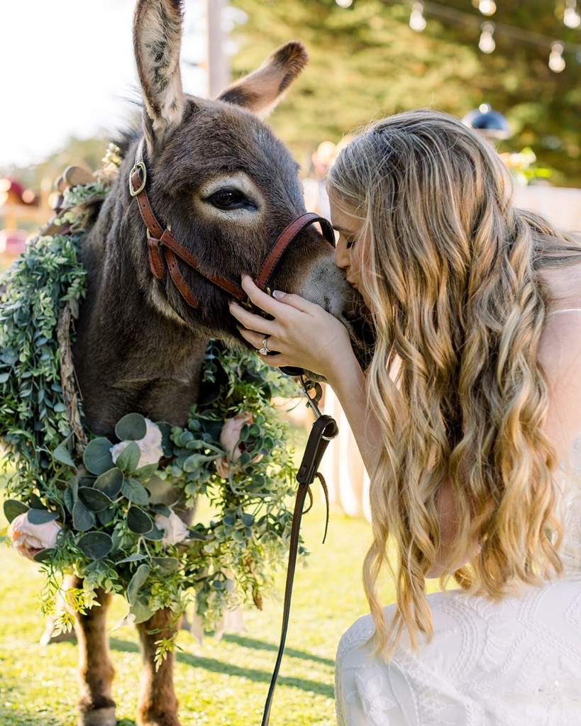 Hazel the mini donkey.
