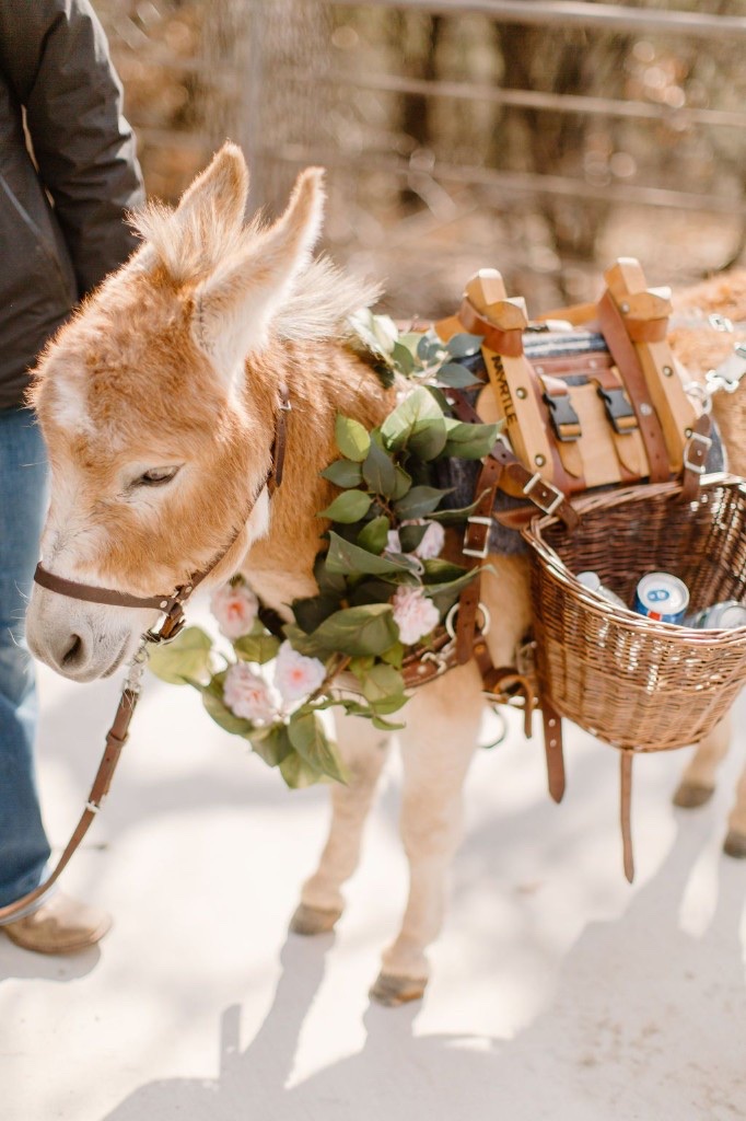 Rufus the mini donkey.