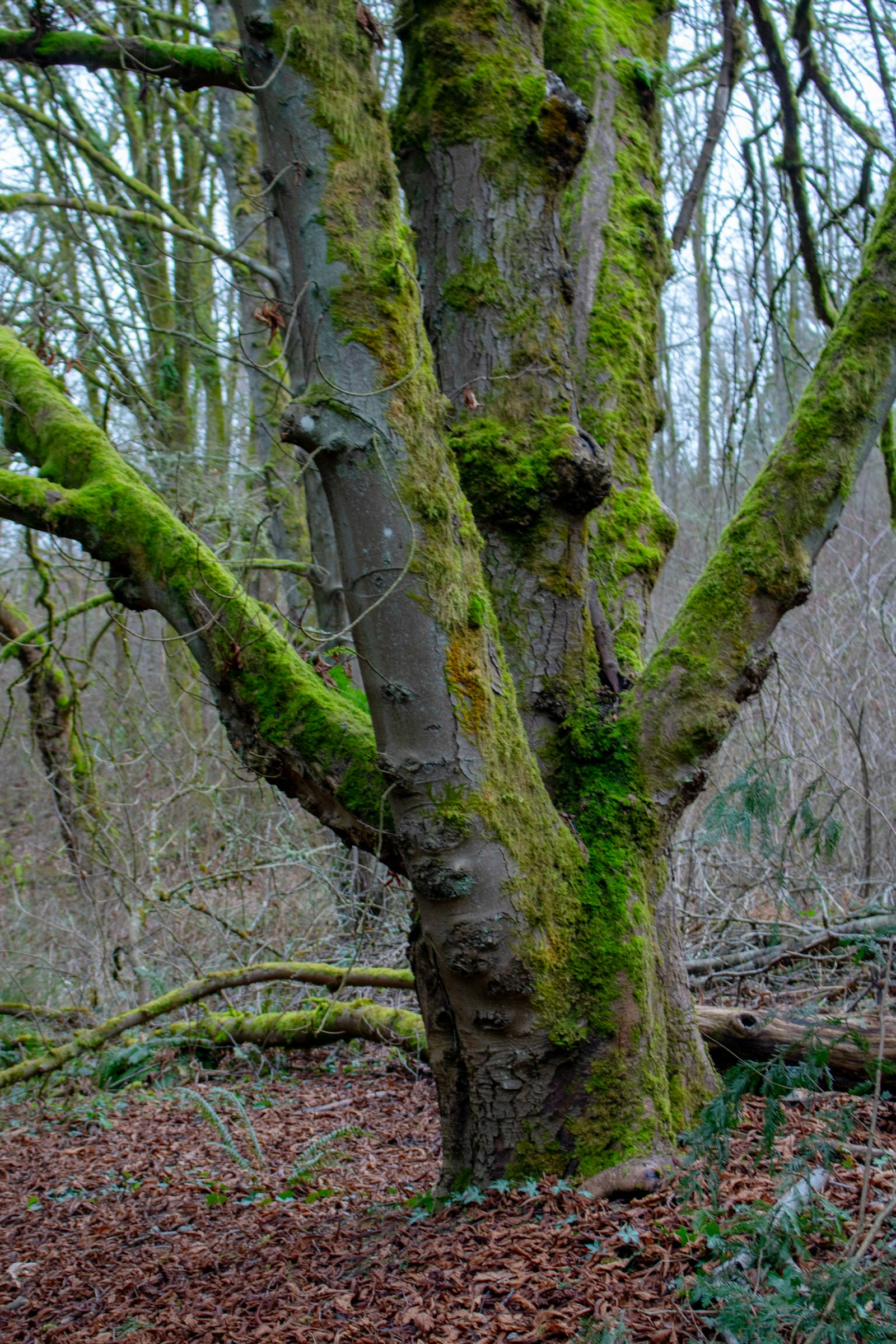 Forest setting.