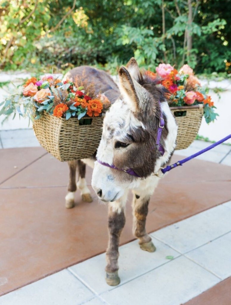 Sol the mini donkey.